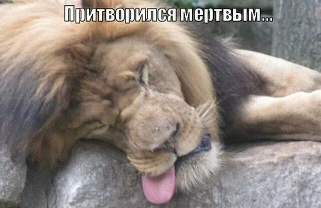 Люди которые притворяются животными как