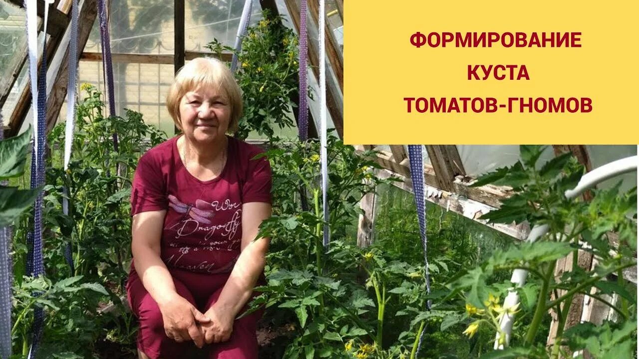 Как формировать томаты гномы в теплице. Формирование томатов гномов. томат гендольфский гном. томаты гномы 2025. как формировать томаты гномы.