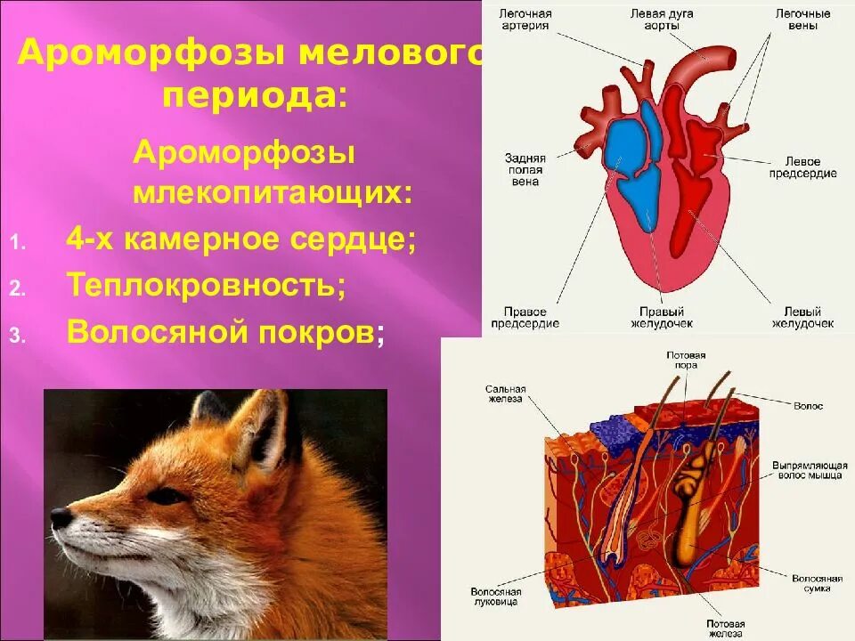 Ароморфозы млекопитающих. Ароморфоз сердца. Ароморфозы кровеносной системы млекопитающих. Ароморфозы млекопитающих животных.