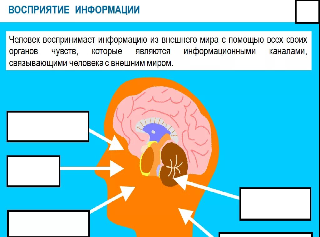 Восприятие информации. Восприятие информации человеком. Каналы восприятия информации. Схема восприятия информации человеком.