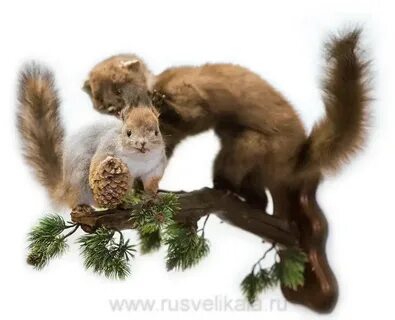 Белка куница