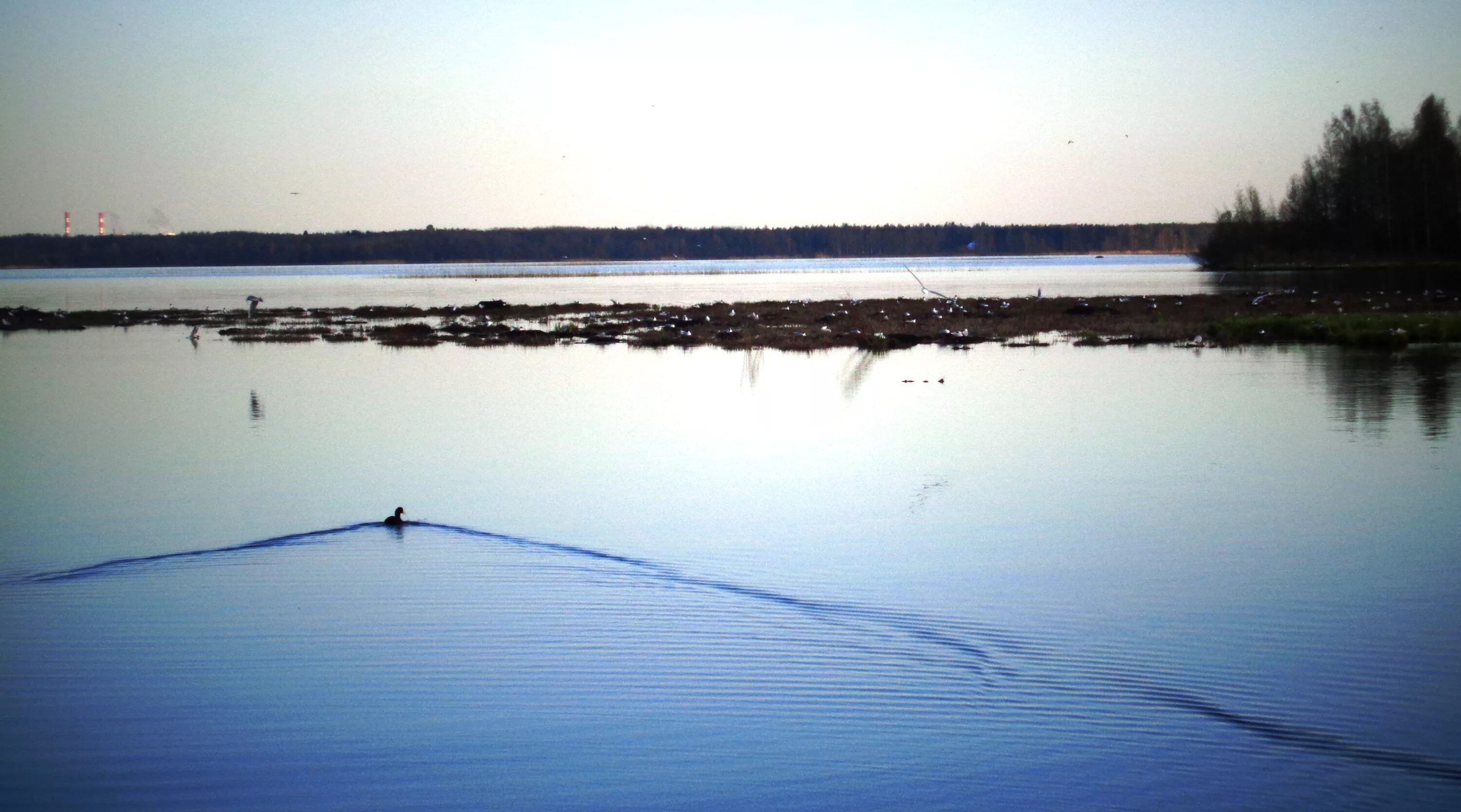 озеро разлив спб. голыгино разлив реки. озеро лахтинский разлив санкт-петербург. спб озеро сестрорецкий разлив. оз сестрорецкий разлив.