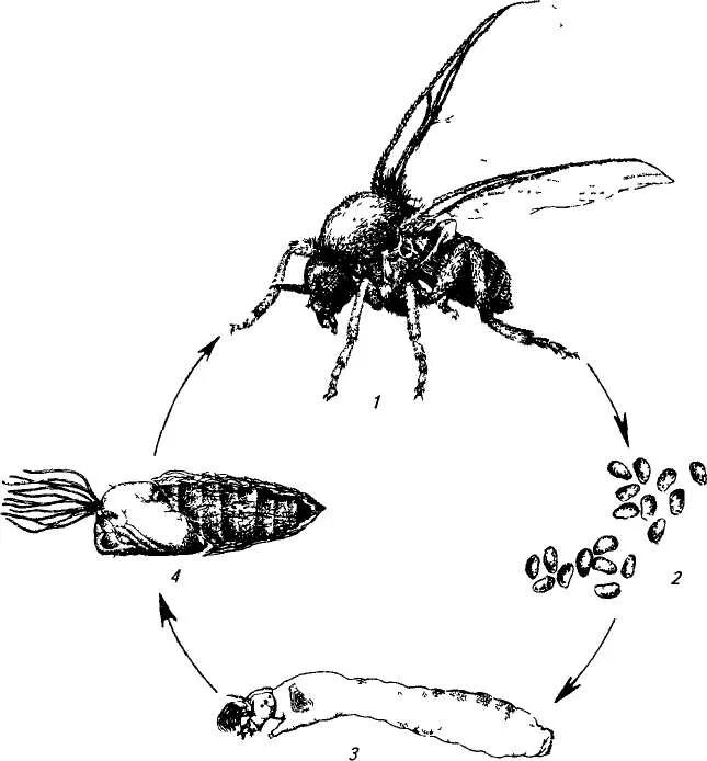 Цикл развития мошки. Биология развития мошек. Мокрецы жизненный цикл. Мошкара цикл развития.