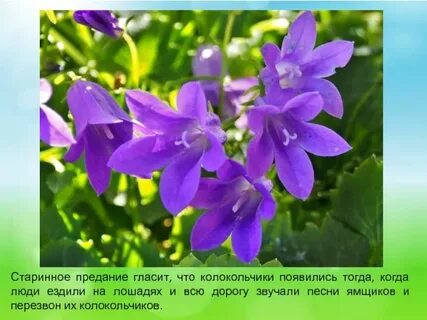 Колокольчик кратко
