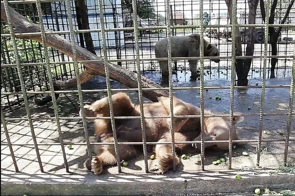 Вольер медведя в зоопарке. Медведь в вольере. Вольер медведя в зоопарке. Вольер медведя в зоопарке. Бурый медведь в японии.