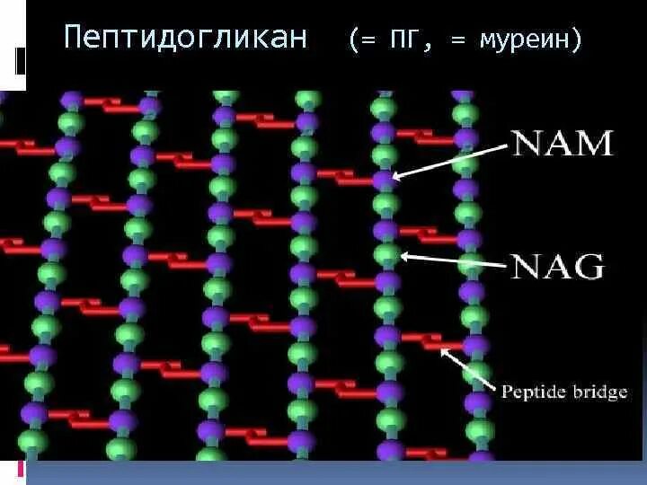 Пептидогликан клеточной стенки. Муреин формула молекулярная. Пептидогликан муреин. Пептидогликан связи.