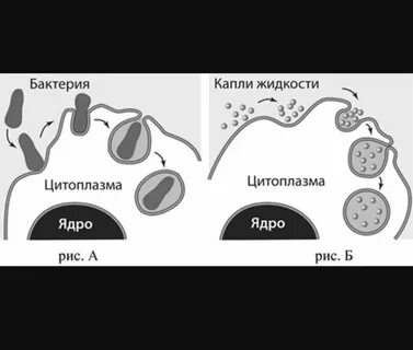 Какие изображенные процессы относятся