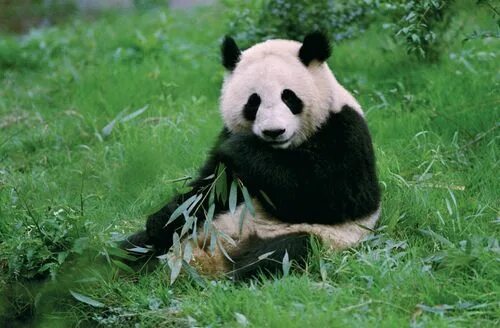 чэнду китай панды. чау-чау панда. медведь панда. маленькая панда. сейчас панда.