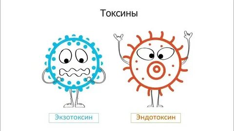 Экзотоксины и эндотоксины