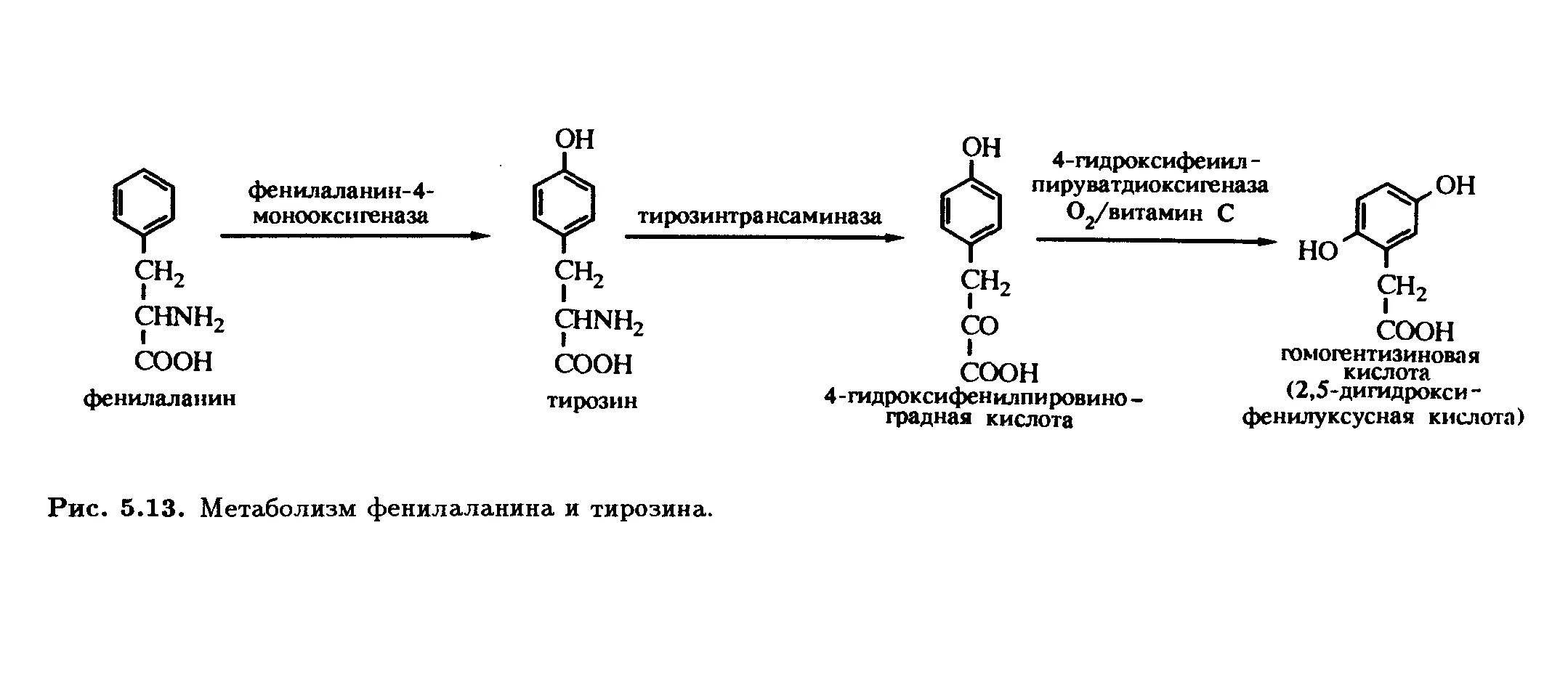 Фенилаланин биохимия. Метаболизм фенилаланина и тирозина. Синтез тирозина биохимия. Схема альтернативного пути метаболизма фенилаланина.. Метаболизм тирозина биохимия.