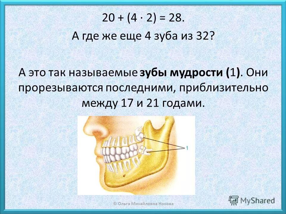 Как долго растут зубы мудрости. Когда растут зубы мудрости. Зуб мудрости правильное расположение.