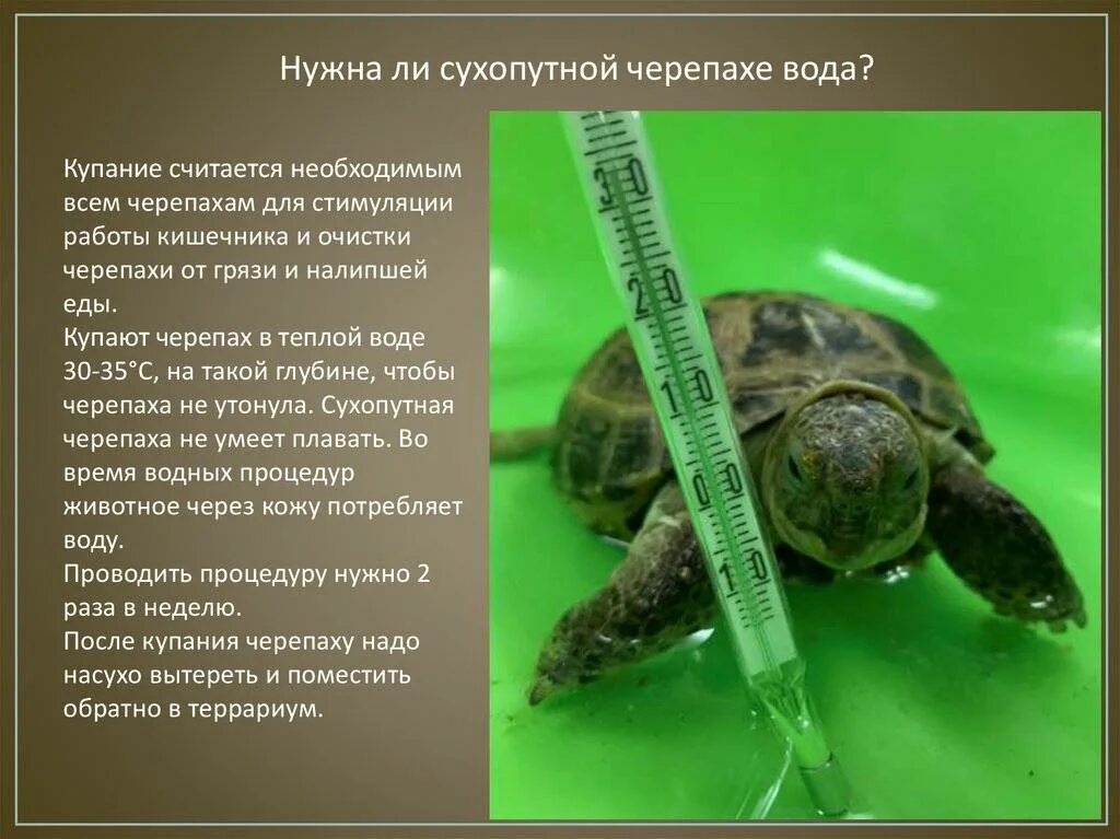 Как мыть черепах. Исследовательские работы сухопутных черепах для 1 класса. исследовательский проект сухопутная черепаха в домашних условиях. как правильно мыть черепаху. сухопутной черепахи и относительный характер приспособления.
