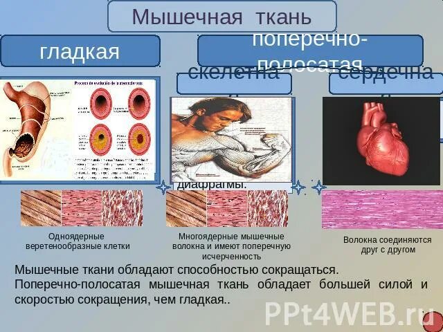 Обладает большей скоростью и энергией сокращения. Скорость сокращения поперечно полосатой мышечной ткани. Скорость сокращения гладкой мышечной ткани. Сокращение поперечно полосатой мышечной ткани. Скорость сокращения поперечно полосатой мышцы.