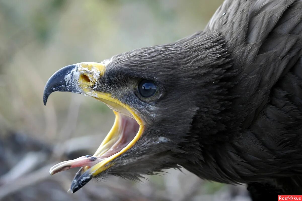 орловский язык