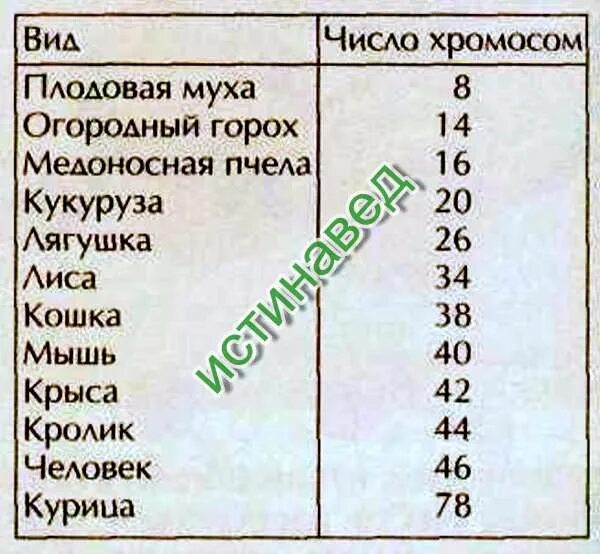 Вишня число хромосом. Количество хромосом. количество хромосом у животных. сколько хромосом у животных таблица. количество хромосом у пчелы.