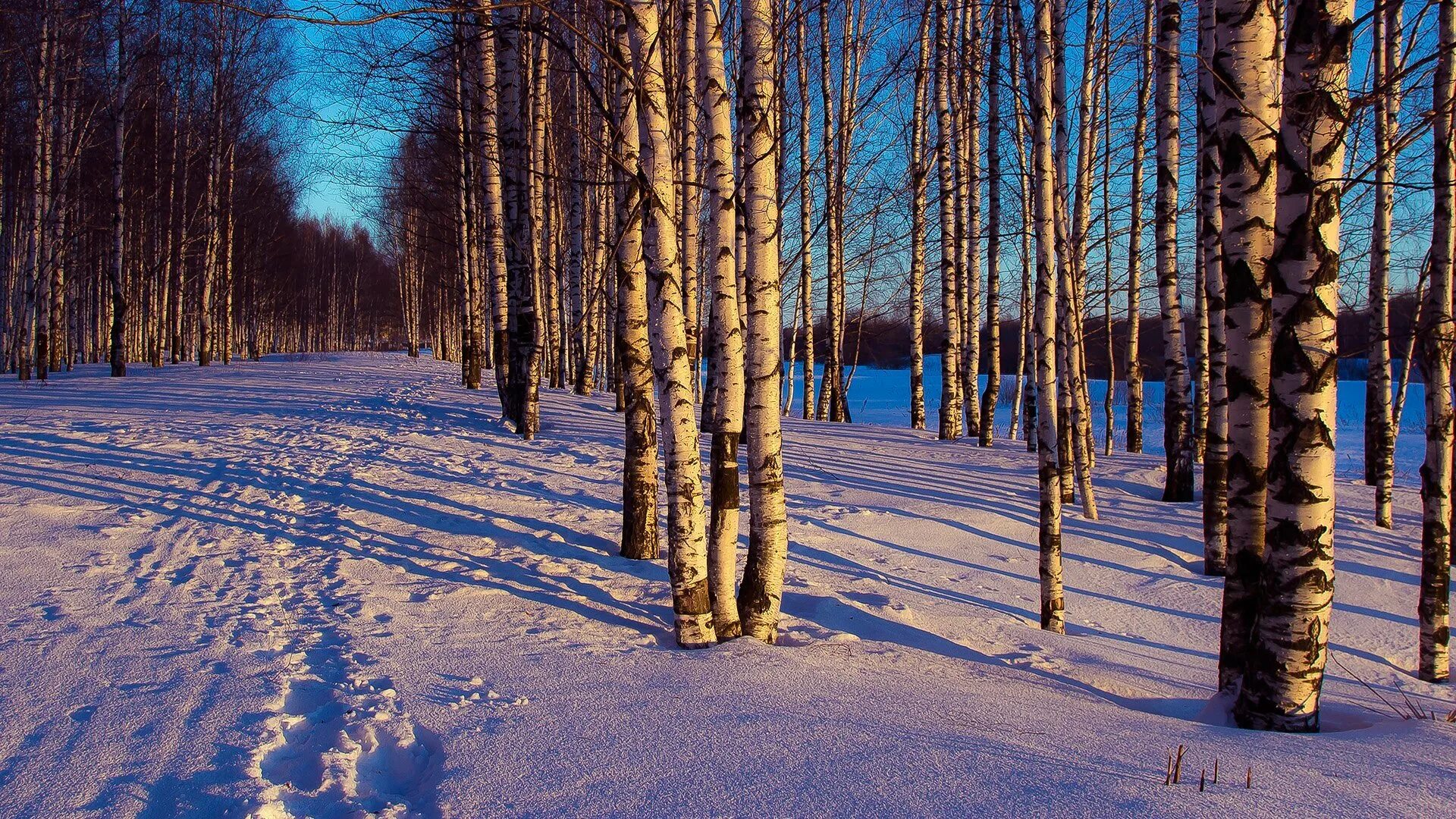 Березовая роща Тула. Зимний лес. Пейзаж зимнего леса. Зимой в лесу. Красивая природа февраль