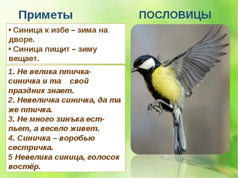 Основная мысль текста каждый знает воробья ворону. Приметы про птиц. Приметы про птиц для детей. Синица приметы. Суеверия про птиц.