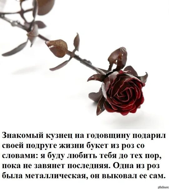 Если честно был готов подарить текст. Высказывания о розах. Цитаты про розы. Красивые высказывания о розах. Цитаты про цветы розы.