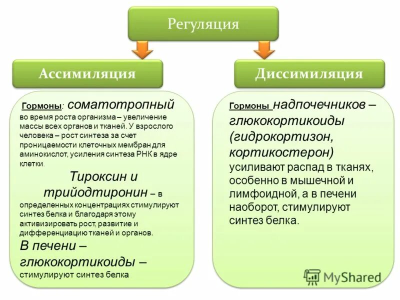 Процесс диссимиляции соответствует. Ассимиляция в организме человека. процессы ассимиляции и диссимиляции в организме. примеры ассимиляции в организме человека. примеры процессов ассимиляции.