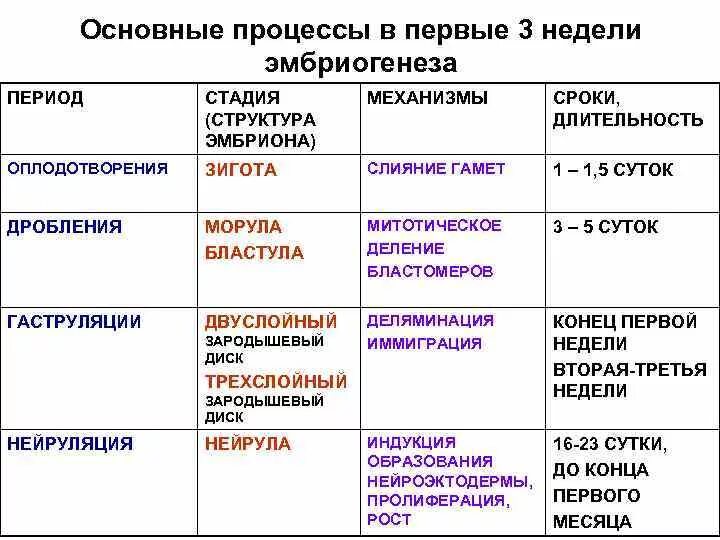 Последовательность событий онтогенеза. Эмбриональный этап характеристика. Основные этапы эмбрионального развития сроки. Зародышевый период эмбрионального развития. Основные этапы эмбрионального периода развития.