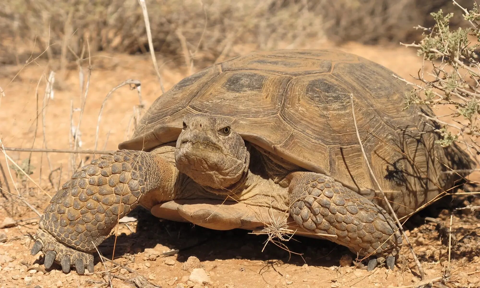 Пустынные хищники. Черепаха Гофер. Пустынная черепаха Gopherus agassizii. Пустынный Западный Гофер. Средиземноморская черепаха Палласа.