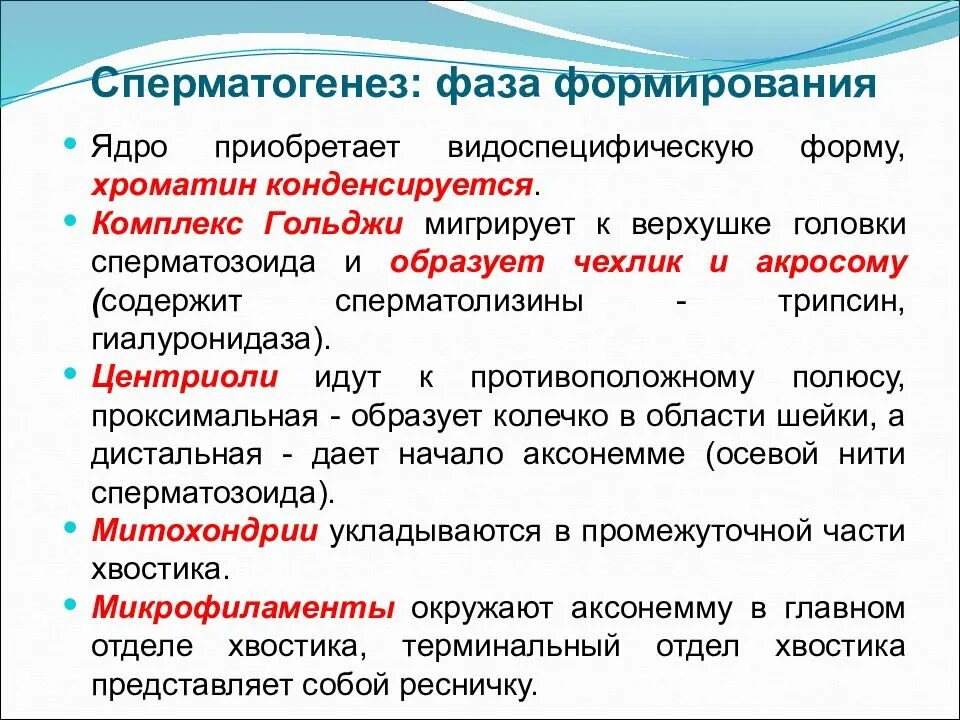 Формирование ядра