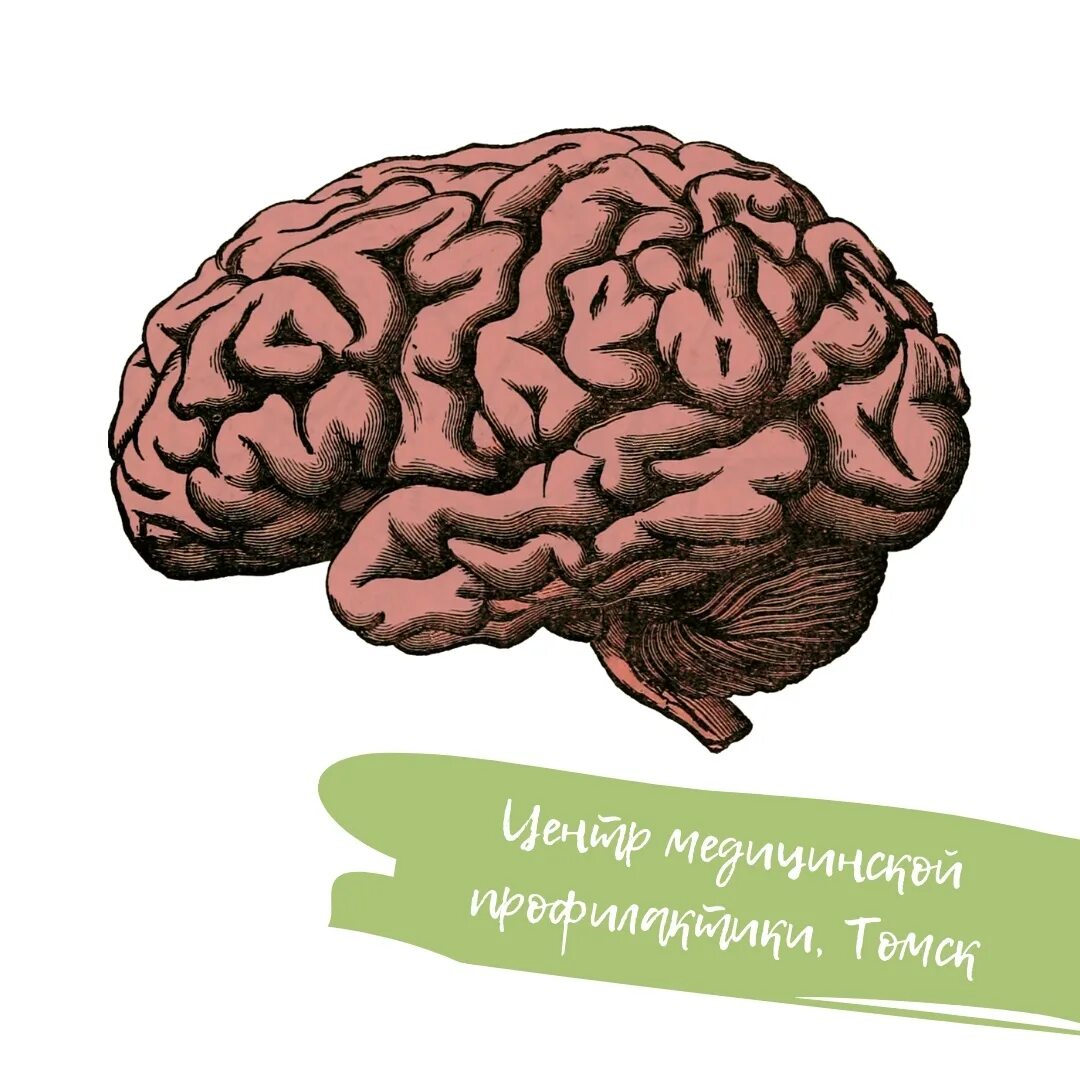 Brain development