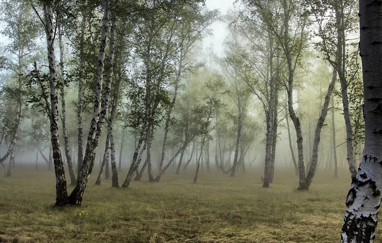 Графская березовая роща. Березовая роща хабаровск. природа березы. березовый лес. березовая роща в тумане.