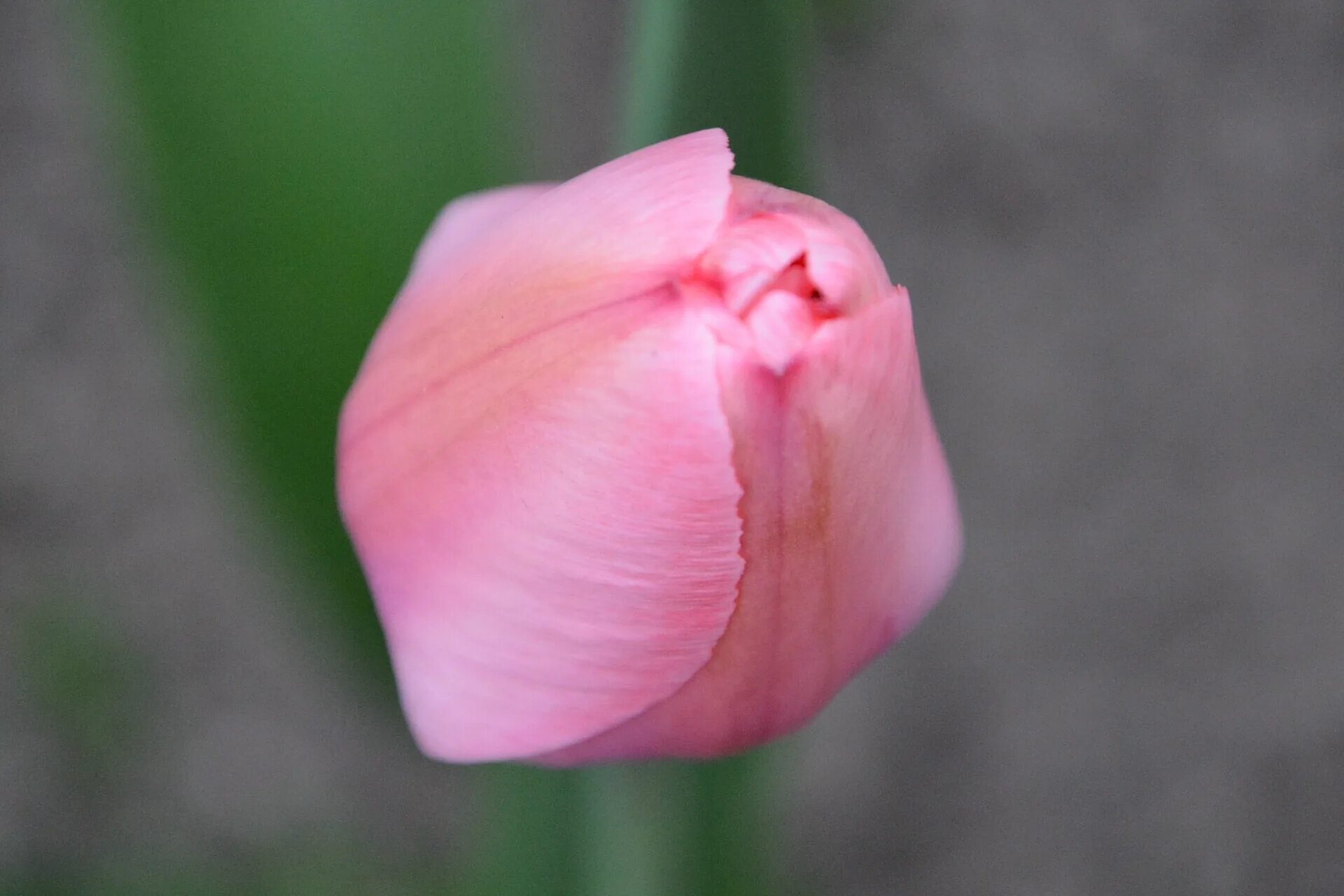 Что значит розовый тюльпан. Tulipa kaufmanniana бутон. Бутоны розовых тюльпанов. Розовые тюльпаны. Стебель тюльпана.