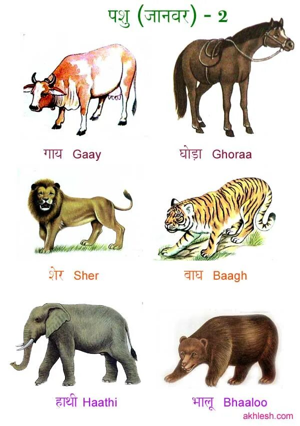 Переносные наименования животных. Животные северной америки. Животные названия. Карточки животные для детей. Проекции животных.