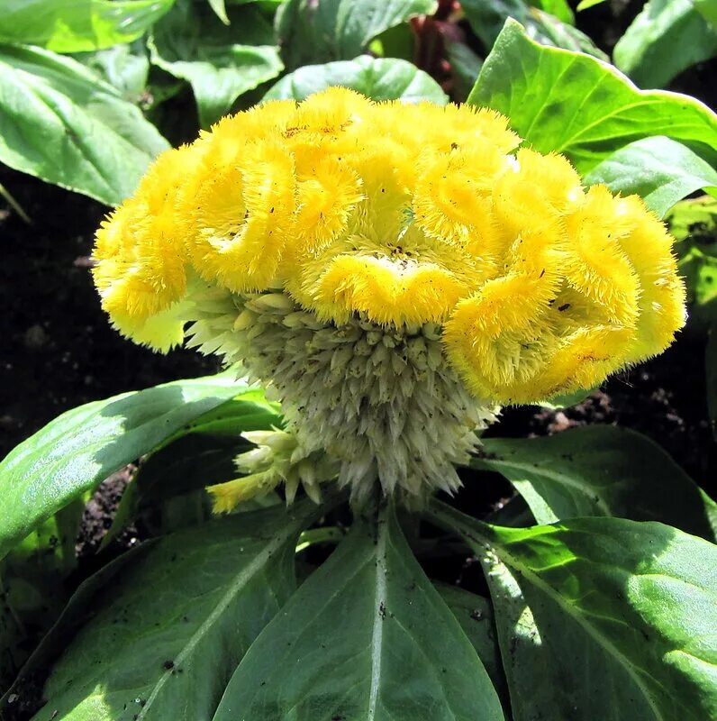 Цветы целозия гребенчатая. Цветок амарант петушиный гребешок. Цветы петушки гребешки целозия. Целозия гребенчатая. Целозия гребенчатая красная.