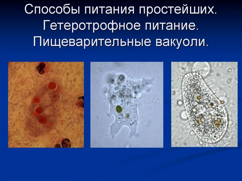 Простейшие питаются. Типы питания простейших. Гетеротрофное питание простейших. Паразитические простейшие. Выберите паразитических простейших ответ