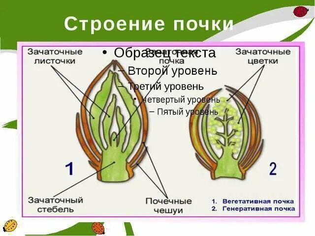 Схематический рисунок строения почки. Строение вегетативной и генеративной почки. строение листовой почки 6. строение генеративной почки 6. строение почки растения 5 класс биология.