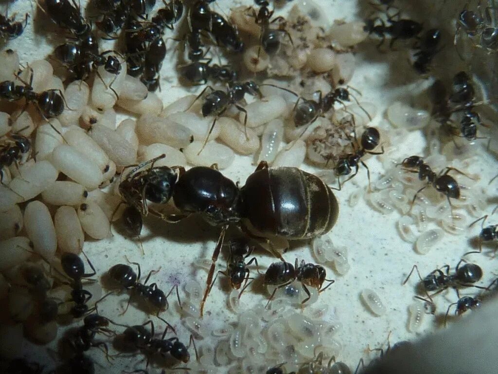 Черные муравьи появились. Муравьи лазиус нигер. Матка лазиус нигер. Lasiusniger (чёрный садовый муравей). Лазиус Королева.