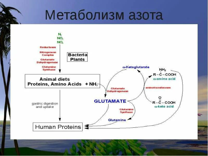 Азотистый баланс нормальная физиология. Азотистый метаболизм. Взаимосвязь углеводного и липидного обмена биохимия. Азотистый метаболизм. Азотистый метаболизм.