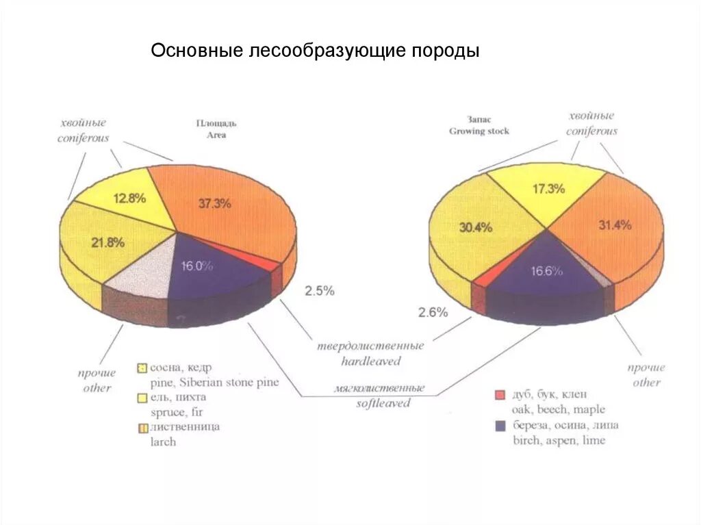 Основные лесообразующие породы. Возраст рубок основных лесообразующих пород таблица. Основные лесообразующие древесные породы. Назвать основные лесообразующие породы.