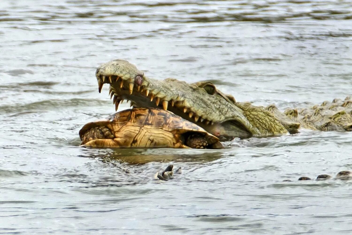 Нильская черепаха. Морской гребнистый крокодил. Остров Рамри крокодиловая бойня. Гребнистый крокодил ест. Индонезия крокодил гребнистый.
