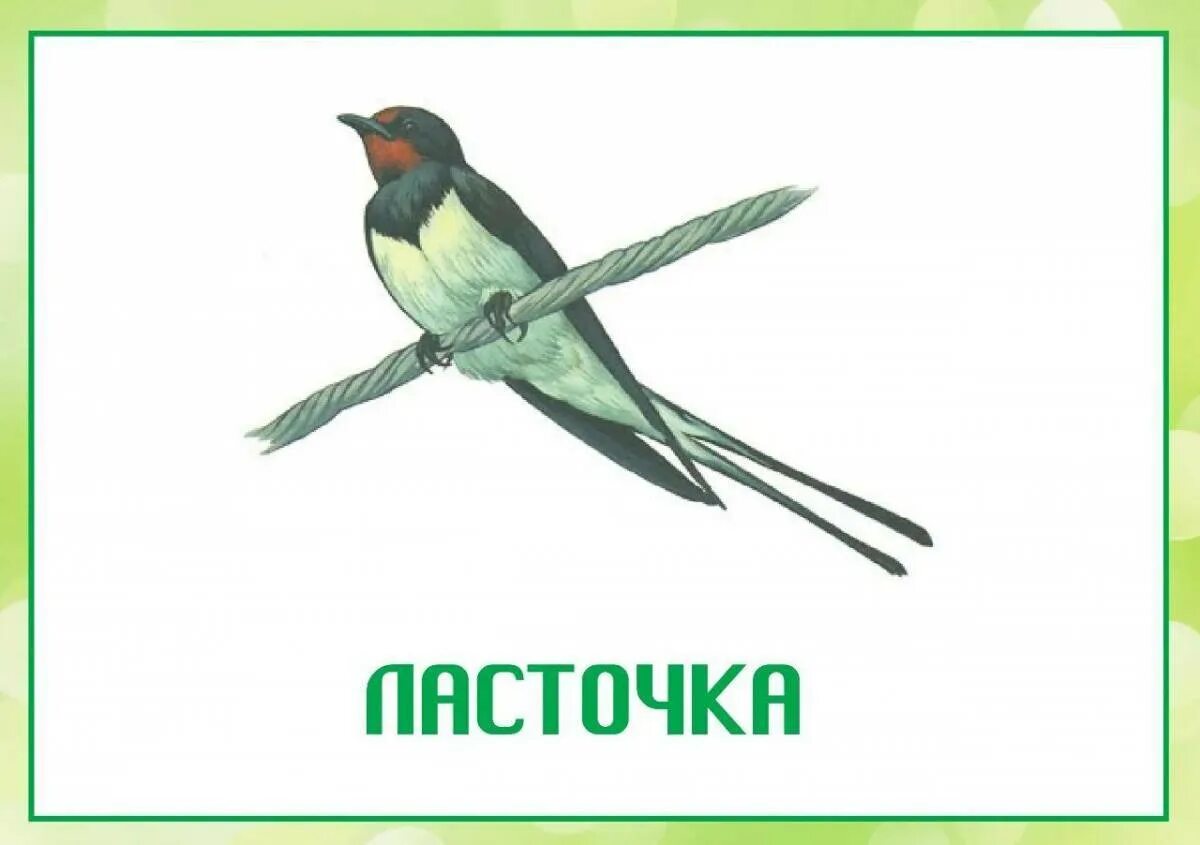 Имя ласточки. Птицы карточки для детского сада. Перелетные птицы для дошкольников. Птицы картинки для детей. Демонстрационный материал перелетные птицы.