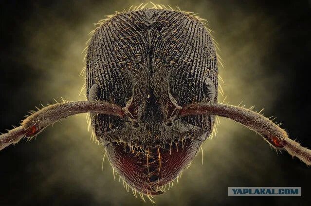 Голова муравья под микроскопом View topic ant head (images added) Micro photography, Macro and micro, Macro p