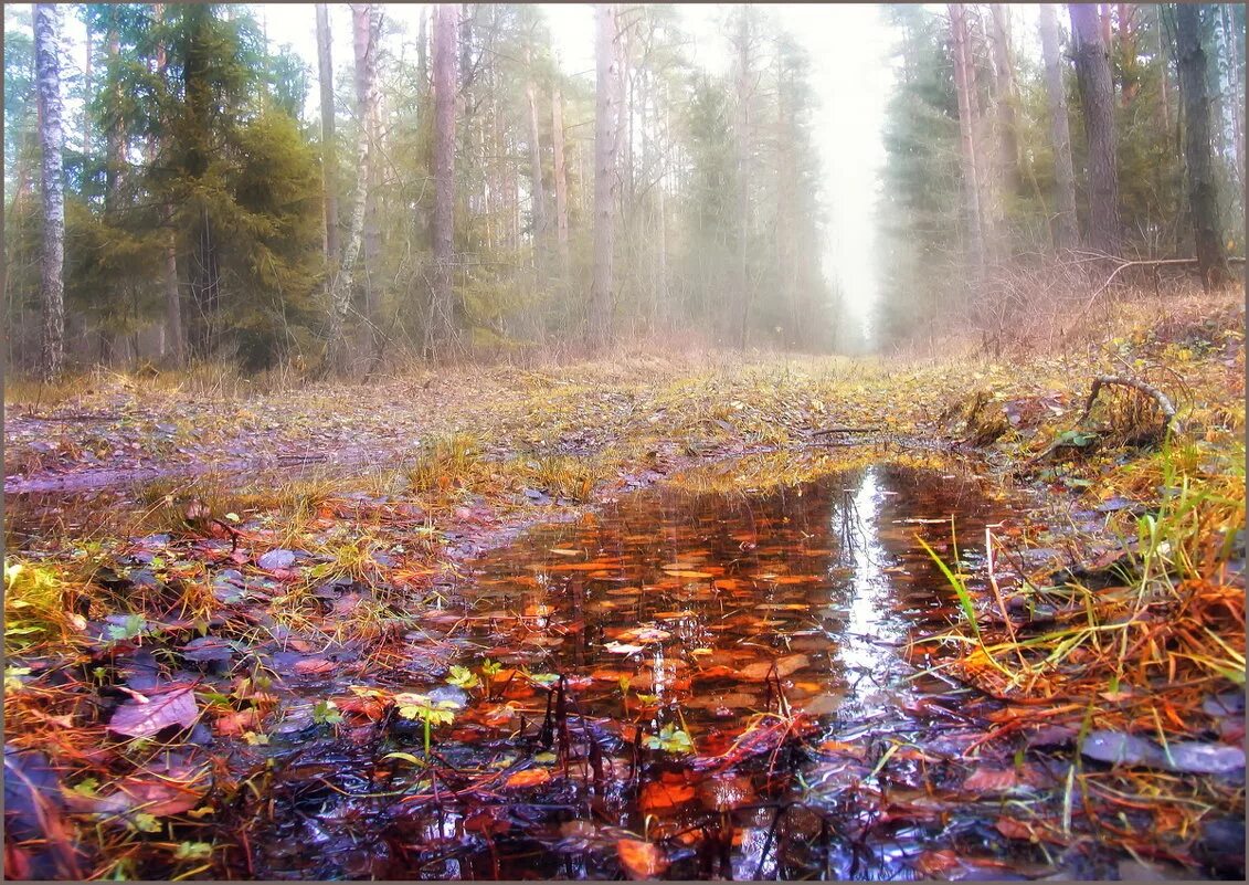 поверьте мне я чист душою. стихотворение о природе барто. сказать я был в лесу дождем. я был в лесу дождем.