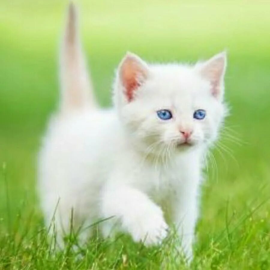 Белая кошек мальчик. Мальчик с котом. Белый котенок. Белая кошек мальчик. Котята черно белого окраса.