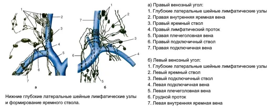 Грудной лимфатический проток топография на шее. Лимфатические стволы и протоки схема. Лимфатическая система человека грудной проток. Схема формирования правого лимфатического протока. Поясничные лимфоузлы
