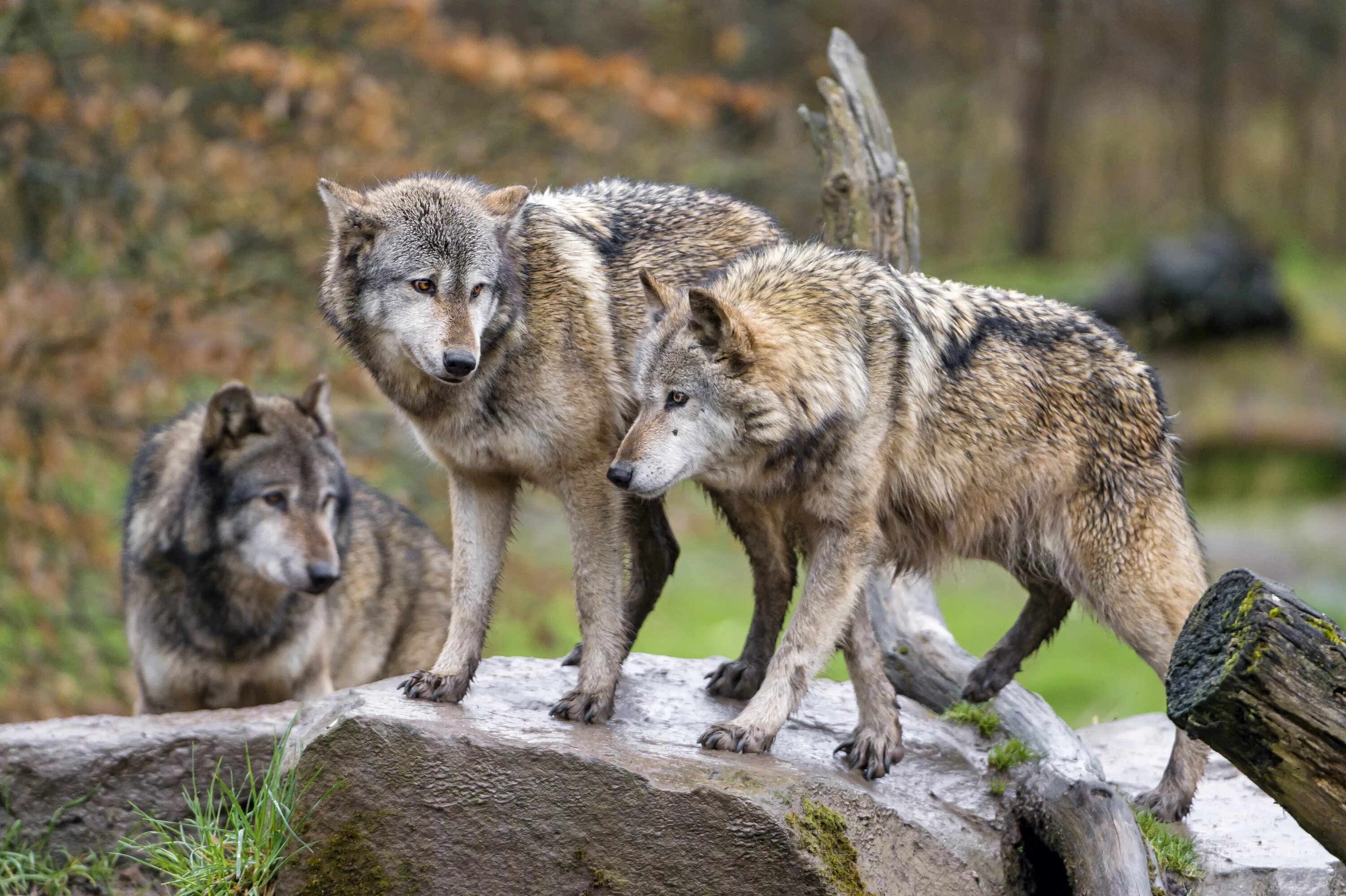Кавказский заповедник волк. Волки псовые. Дикий волк. Хищные животные волки. Водятся ли волки