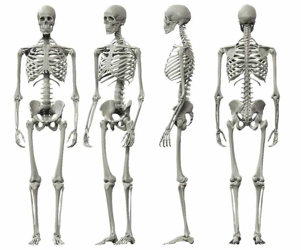 И молодые люди кости человека. Скелет человека профиль в полный рост. Кости скелета человека. Костный скелет анатомия. Скелет человека анатомия Майерс.