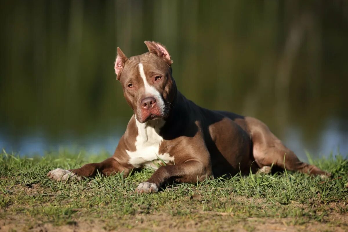 Pitbull over. Американский питбультерьер. Американскийпетбуль Триеер. Американскийпидбультырьер. Американский питбультерьер терьеры.