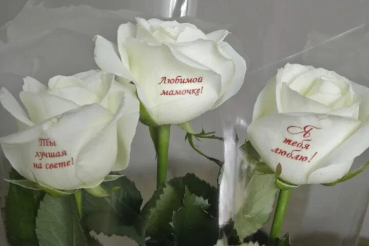 Надписи на лепестках живых цветов. Белые розы для любимой. Белые розы надпись. Букет с надписью любимой. Белые розы надпись.