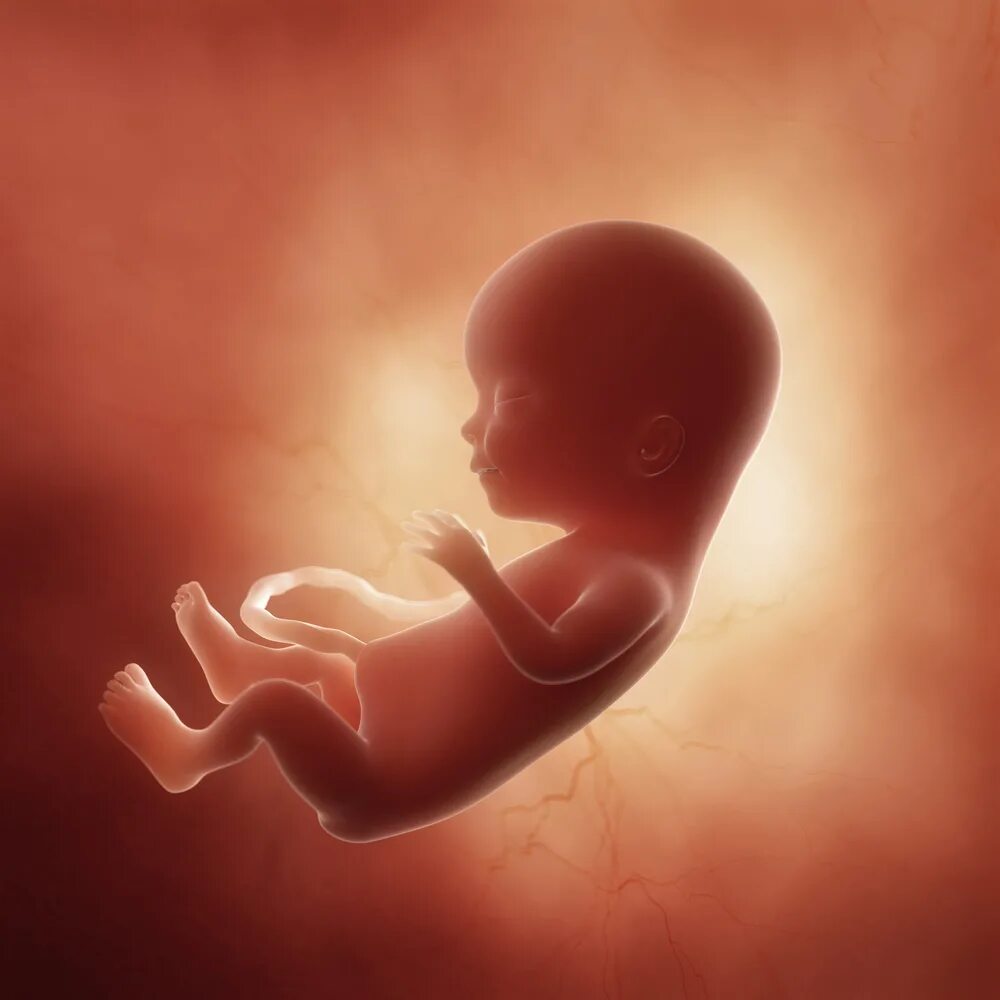 Внутриутробная жизнь ребенка. Зародыш ребенка в утробе.