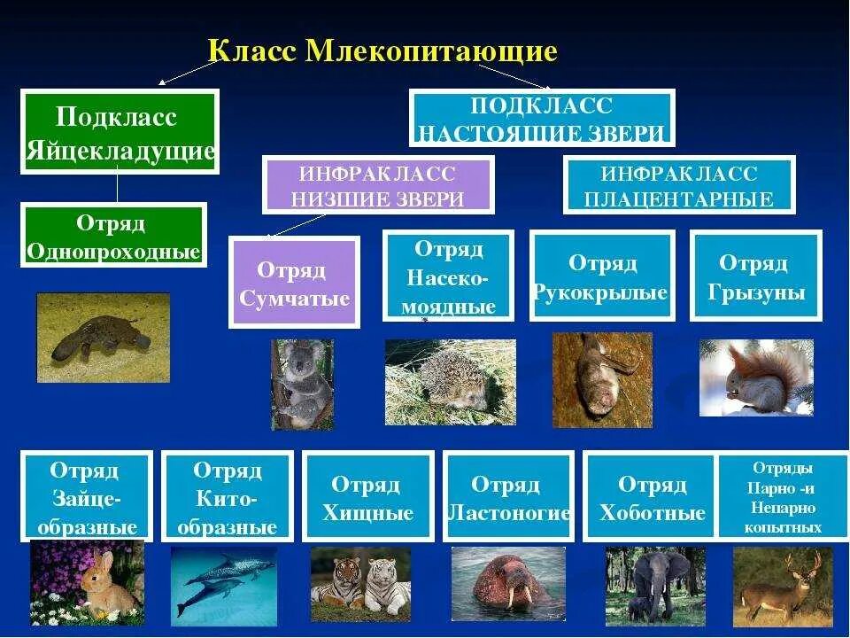 Млекопитающие и другие классы