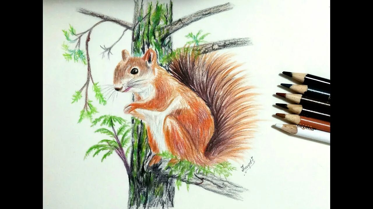 Рисование белочка. Животные маркерами для скетчинга. Белка арт. Бельчонок эскиз тату. Белка маркерами.