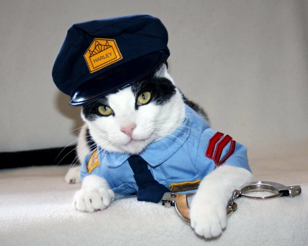 Кот полицейский. Котик в костюме полицейского. Кот в фуражке полицейского. ЕОТ В полицейской форме. Коп и кот